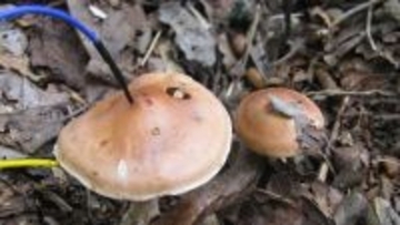 キノコは菌糸ネットワークであなたの立ちションの噂話をしているかもしれない（東北大学）