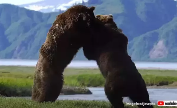 自然界の脅威の格闘。2頭のオスグマが繁殖期の支配権を巡って壮絶な戦いを繰り広げる瞬間