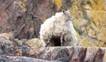 うれしいニュース！イギリスで最も孤独だった羊が救出から2年後、双子を妊娠