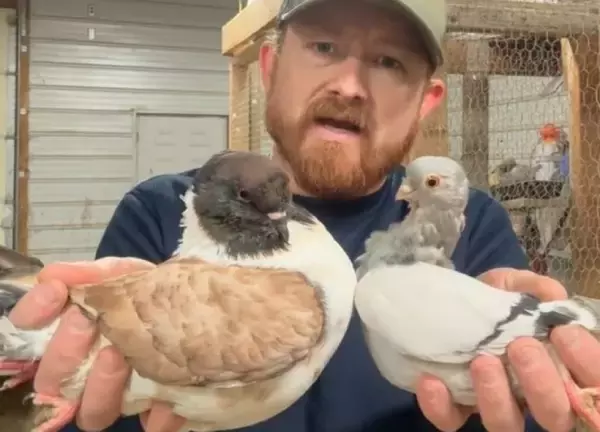 ハトのボーイズラブ。オス同士のカップルにメスの登場で複雑な展開に