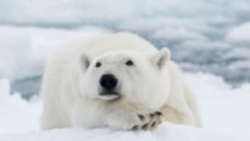 フランス語しか通じないホッキョクグマに通訳を派遣。英語を覚えるまで生活を支える