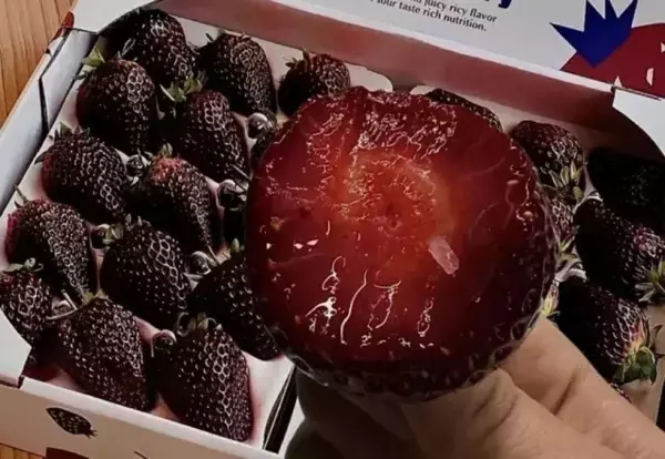 中国で「黒いイチゴ」が登場、高級フルーツとして人気に