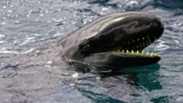 ダークヒーロー「ヴェノム」そっくりのニセシャチ「オキゴンドウ」の魅力に迫る！