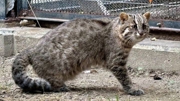 短い尻尾のツシマヤマネコを複数確認。イエネコとの交雑を示す証拠は見つからず
