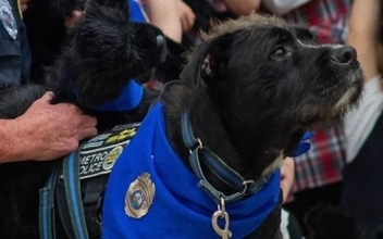 銃乱射事件で心に傷を負った子供達を癒し続けた元野良犬、2025年「ヒーロー犬賞」を受賞