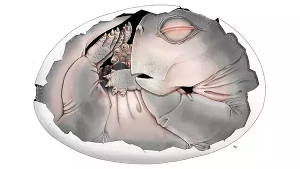 大量絶滅を生き延びた。2億5200万年前の哺乳類の祖先の卵の化石を史上初確認