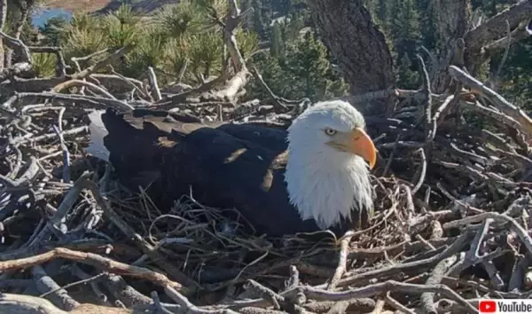 2026年も帰ってきた！ハクトウワシ夫婦の卵の様子をライブ配信中（米カリフォルニア州）