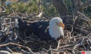 2026年も帰ってきた！ハクトウワシ夫婦の卵の様子をライブ配信中（米カリフォルニア州）