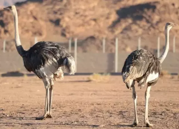 サウジアラビアの砂漠に絶滅種のダチョウが再導入され、生物多様性を取り戻す計画