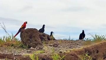 伴侶を失ったコンゴウインコがクロコンドルの群れに加わり共に生きる道を選ぶ