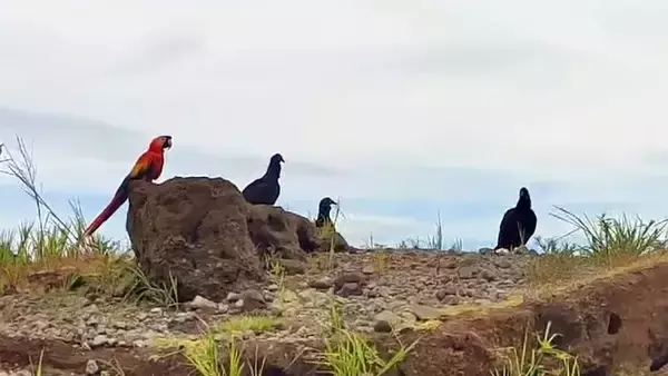 伴侶を失ったコンゴウインコがクロコンドルの群れに加わり共に生きる道を選ぶ