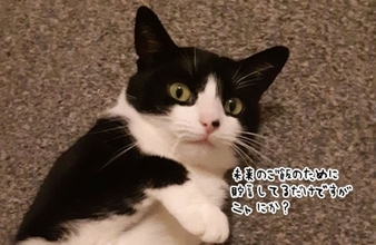 同棲中の彼氏のお金が消える事件、猫のアジトから大量の紙幣を発見