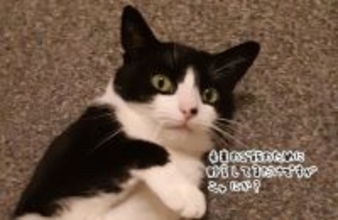 同棲中の彼氏のお金が消える事件、猫のアジトから大量の紙幣を発見