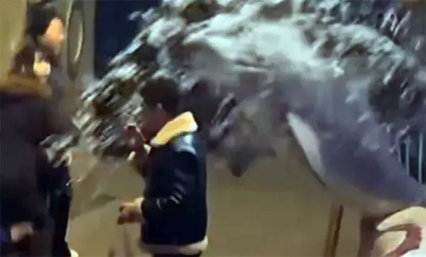 ここは禁煙じゃい！シロイルカがタバコに火をつけた男性に水しぶきを浴びせる