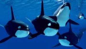 シャチの高度な狩りスキル。強力な波を起こし流氷のアザラシを海に落とす方法が明らかに