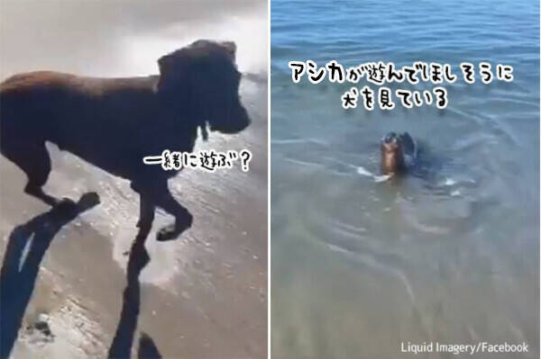 やっぱり海の犬だった 散歩に訪れぬ犬と一緒に遊びたくて近づいてくるアシカ 22年9月3日 エキサイトニュース