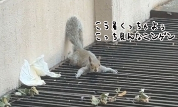 こう暑くっちゃよぅ。換気口の上でグデるリス