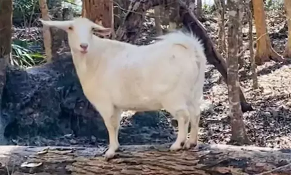 ひとりぼっちで島に取り残されたヤギ。救出され、仲間と生きる喜びを取り戻すまでの物語