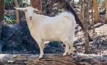 ひとりぼっちで島に取り残されたヤギ。救出され、仲間と生きる喜びを取り戻すまでの物語