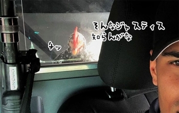 横断歩道を渡らなかったニワトリが現行犯逮捕されるも、終始不機嫌で反省の色はなし