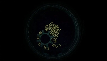 塩粒ほどのマイクロロボットの大群が、渦を利用して自重の4万5千倍の物体を動かすことに成功