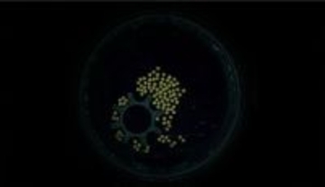 塩粒ほどのマイクロロボットの大群が、渦を利用して自重の4万5千倍の物体を動かすことに成功