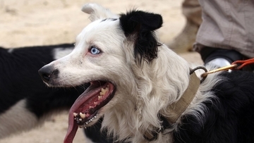 かつての捨て犬が、災害救助犬として多くの人々を救う（ベネズエラ大地震）