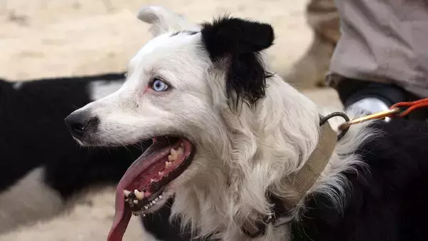 かつての捨て犬が、災害救助犬として多くの人々を救う（ベネズエラ大地震）