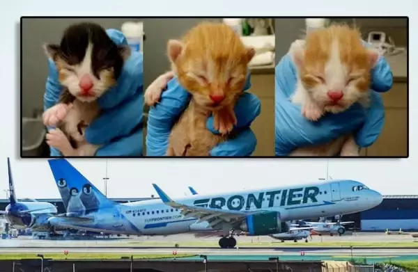 航空会社が動物保護施設のTwitterを見て支援。猫を引き取ると無料航空券を提供
