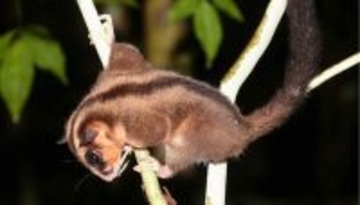 6000年前に絶滅したと思われていた有袋類のフクロモモンガ科2種が再発見される