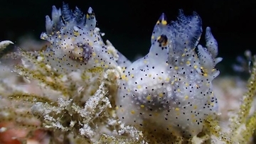大きさもゴマ、模様もゴマ。台湾で新種のウミウシが発見される
