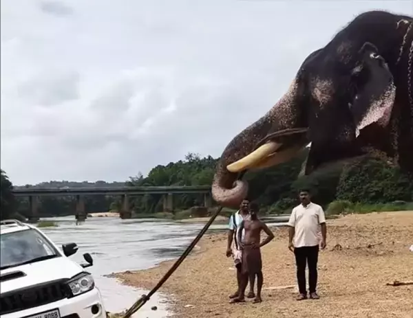 まかせたゾウ！川にはまったトヨタSUVを見事陸地まで引っ張り上げた象