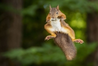 リスの逆襲！2人を病院送りに、カリフォルニア州で負傷者が続出中