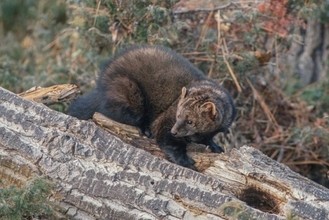 うれしいニュース。オハイオ州で幻の動物「フィッシャー」の姿が確認される