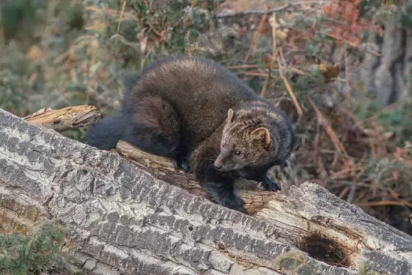 うれしいニュース。オハイオ州で幻の動物「フィッシャー」の姿が確認される