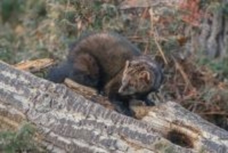 うれしいニュース。オハイオ州で幻の動物「フィッシャー」の姿が確認される