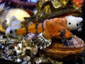 魚の頭の大きな穴は天然のスピーカー、肋骨を打ち鳴らし振動で仲間と会話している可能性