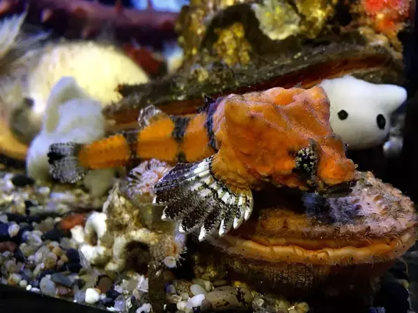 魚の頭の大きな穴は天然のスピーカー、肋骨を打ち鳴らし振動で仲間と会話している可能性