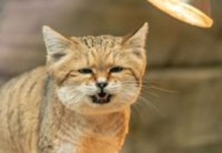 愛くるしい砂漠の天使、スナネコは「ワン！」と鳴く（要音声）