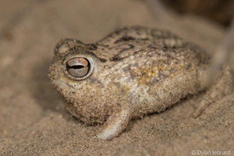 ぷくっとしててキューと鳴く。サバクフクラガエルが絶滅危惧種に