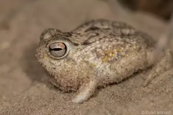 ぷくっとしててキューと鳴く。サバクフクラガエルが絶滅危惧種に
