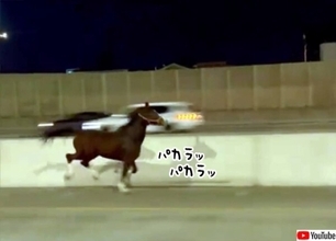 乗馬クラブから逃げ出した馬が高速道路を華麗に疾走し、ドライバーびっくり