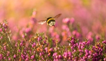 マルハナバチも喜びを感じ、その気持ちを仲間と分かち合うことができる