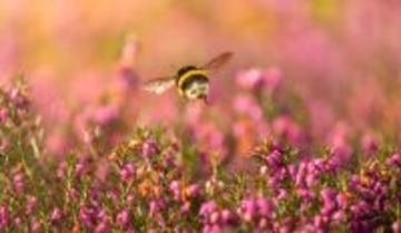 マルハナバチも喜びを感じ、その気持ちを仲間と分かち合うことができる