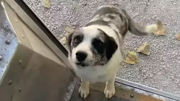 配達員が大好きな犬、車に駆け寄り荷物を置くと何度もハグ！見送りまでしてくれる