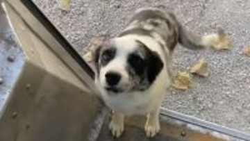 配達員が大好きな犬、車に駆け寄り荷物を置くと何度もハグ！見送りまでしてくれる