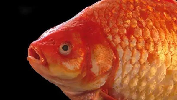 金魚を自然の池に放流するとわずか2か月で生態系が崩壊することが実験で判明