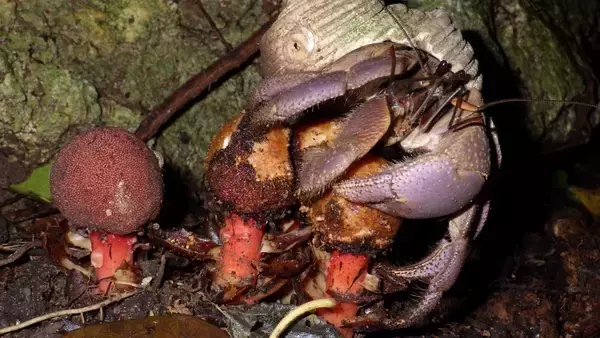 寄生植物の種子を運んでいたのはオカヤドカリの仲間だった（日本研究）