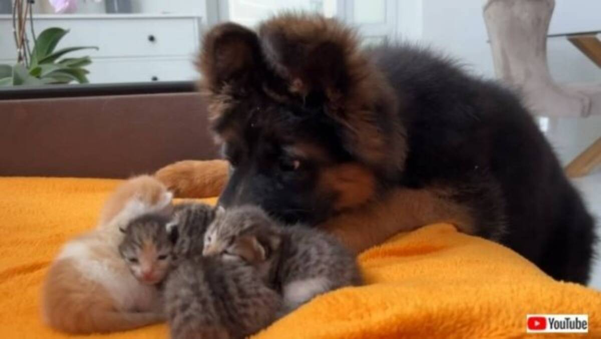 この可愛い毛玉たちはいったい何 ジャーマンシェパードの子犬 初めて目にする子猫たちに興味津々 22年6月29日 エキサイトニュース この可愛い毛玉たちはいったい何 ジャーマンシェパードの子犬 初めて目にする子猫たちに興味津々 22年6月29日 エキサイトニュース