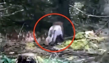 アイルランドの森にライオンが出没？その正体は大胆ヘアカットの大型犬だった